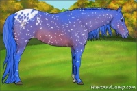 Horse Color:Watercolor Bay Appaloosa