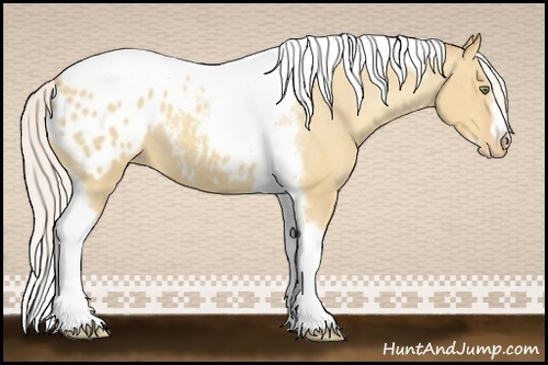 Horse Color:Silver Amber Champagne Roan Dun Splash Tobiano Frame Appaloosa Rabicano