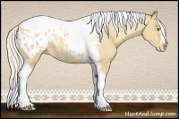 Horse Color:Silver Amber Champagne Roan Dun Splash Tobiano Frame Appaloosa Rabicano 