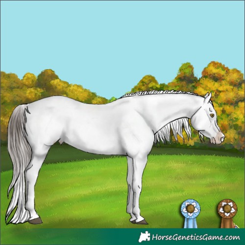 Horse Color:Brown Sabino Tobiano Appaloosa 