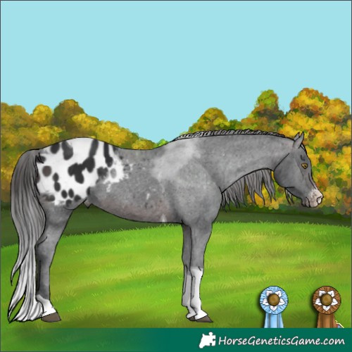 Horse Color:Brown Sabino Tobiano Varnish 