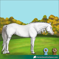 Horse Color:Brown Sabino Tobiano Appaloosa 