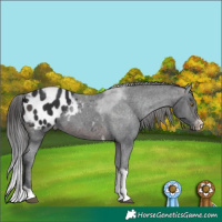 Horse Color:Brown Sabino Tobiano Varnish