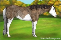 Horse Color:Bay Ice Dun Splash Rabicano