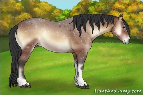 Horse Color:Bay Onyx