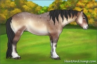 Horse Color:Bay Onyx 