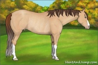 Horse Color:Amber Champagne Rabicano 