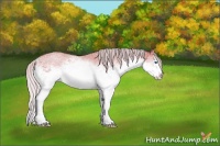 Horse Color:White Spotted Silver Amber Cream Champagne Splash