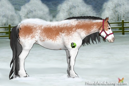 Horse Color:White Spotted Bay Splash