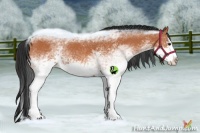 Horse Color:White Spotted Bay Splash 