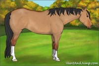 Horse Color:Brown Dun