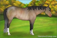 Horse Color:Brown Dun Rabicano