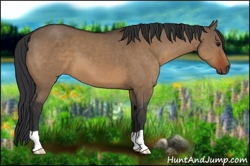 Horse Color:Brown Dun 
