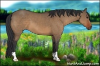 Horse Color:Brown Dun