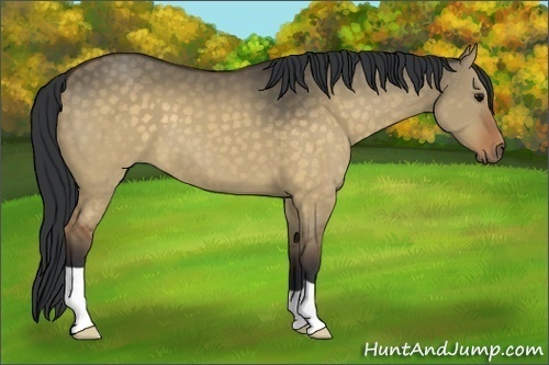 Horse Color:Brown Dun 