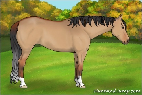 Horse Color:Brown Dun 