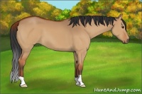 Horse Color:Brown Dun 