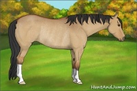 Horse Color:Brown Dun Rabicano 