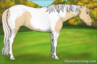 Horse Color:Silver Classic Champagne Dun Tobiano Varnish