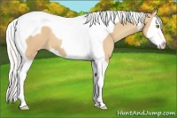 Horse Color:Silver Classic Champagne Sabino Splash Tobiano Appaloosa 