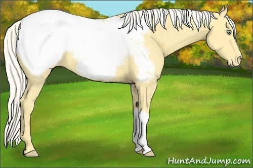 Horse Color:Silver Amber Cream Champagne Dun Snowcap
