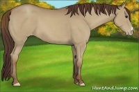 Horse Color:Classic Champagne Appaloosa 