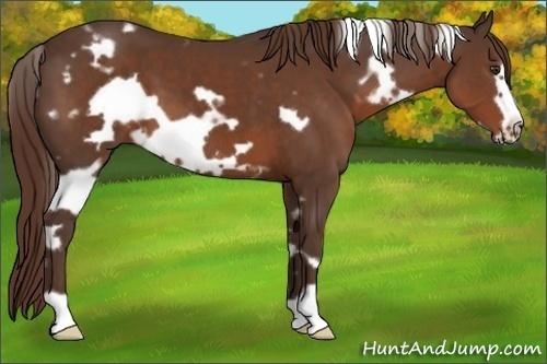Horse Color:White Spotted Liver Chestnut Frame 
