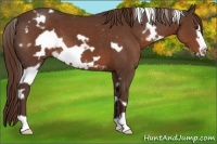 Horse Color:White Spotted Liver Chestnut Frame