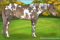 Horse Color:White Spotted Chocolate Palomino