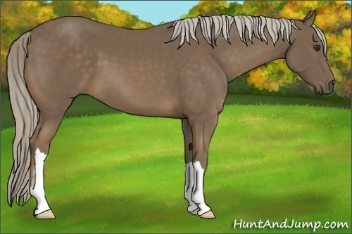 Horse Color:Chocolate Palomino 