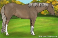 Horse Color:Chocolate Palomino