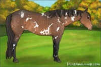 Horse Color:White Spotted Buckskin Appaloosa 