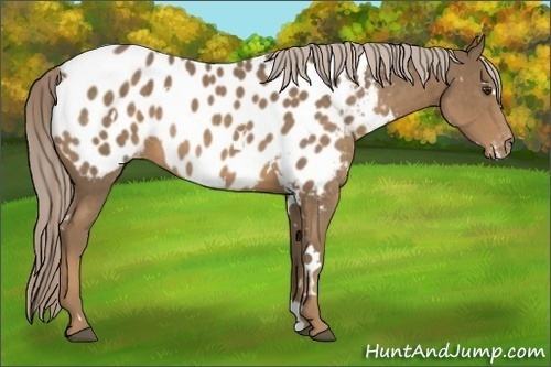 Horse Color:White Spotted Chocolate Palomino Appaloosa 