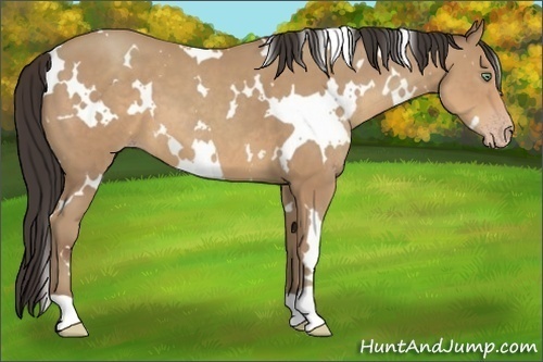 Horse Color:White Spotted Amber Champagne