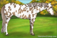 Horse Color:Chocolate Palomino Appaloosa 
