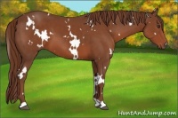 Horse Color:White Spotted Chestnut