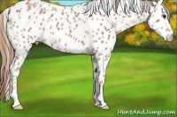 Horse Color:Chestnut Ice Appaloosa 