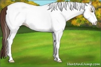 Horse Color:White Spotted Amber Champagne Appaloosa 