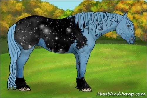 Horse Color:ERROR: UNKNOWN ANOMALY