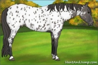 Horse Color:Grullo Appaloosa 