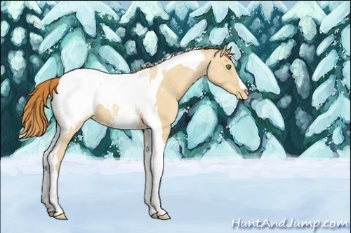 Horse Color:Gold Champagne Dun Tobiano Snowcap