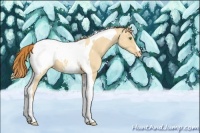 Horse Color:Gold Champagne Dun Tobiano Appaloosa 