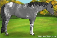 Horse Color:Blue Ice Roan Appaloosa 