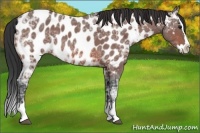 Horse Color:Bay Ice Roan Sabino Splash Near Leopard 
