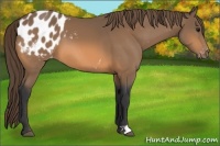 Horse Color:Buckskin Appaloosa 