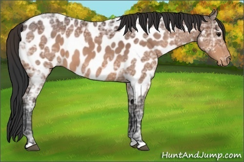 Horse Color:Brown Ice Roan Appaloosa 