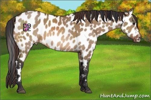 Horse Color:Bay Dun Appaloosa 