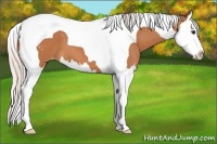 Horse Color:Silver Bay Splash Tobiano Appaloosa 