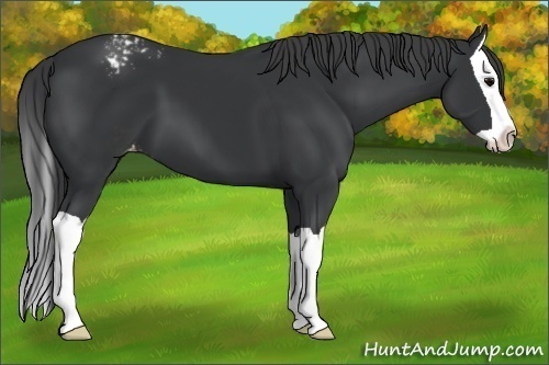 Horse Color:Black Splash Appaloosa 