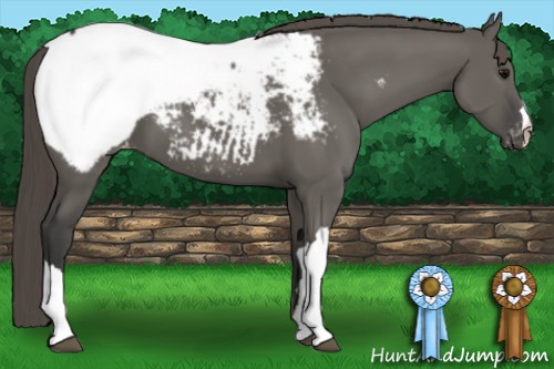 Horse Color:Grullo Appaloosa 